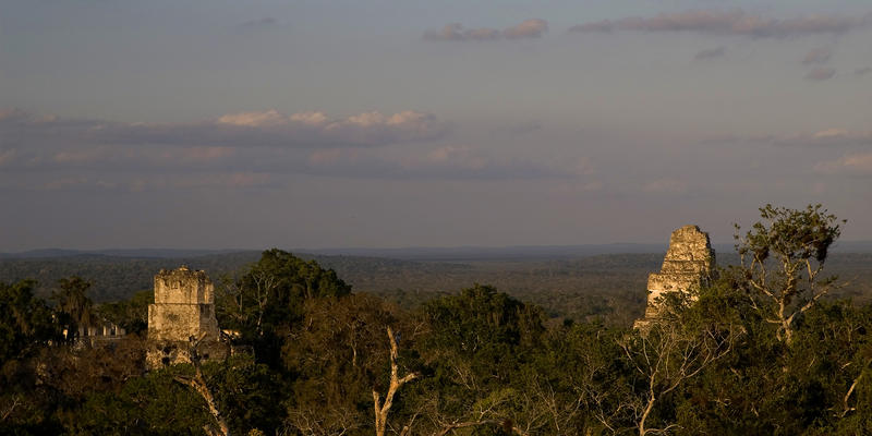 the tops of Tikal Mayan temple pyramids sticking out above the rainforest treetops, 